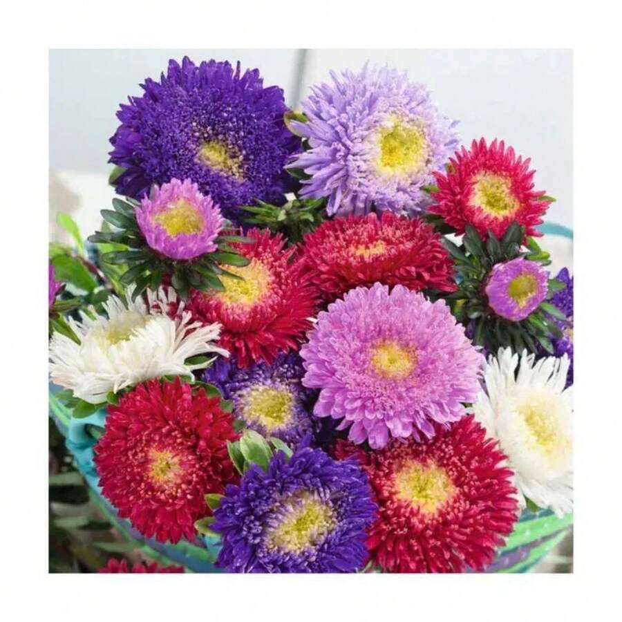 5000+ China Aster Large Flower Mix Seeds, Amazing Home Garden Flowers, Non-GMO Heirloom Garden, Beautiful Flowers, Good For Container Planting, High Germination Rate, Attracts Bees And Pollinators, Widely Used By Floral Designers - 1200+混合 - 查看 1