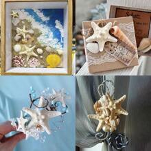 Natural Starfish Decoration Bulk Set, For Wedding Beach Themed Decor, Home DIY Craft, Christmas Tree Starfish Ornaments