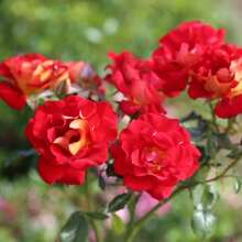 Rare Floribunda Rose Plant Seed Planting-Tomato Sauce And Mustard Red And Yellow Roses Shrubs, Floribunda Seeds, Outdoor Planting