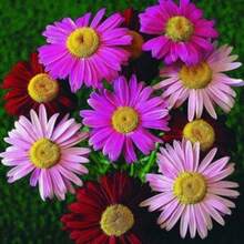 100 Robinsons Painted Daisy Flower Seeds - Variant1 - View 3