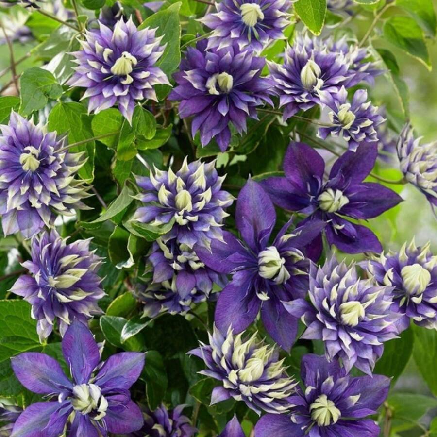 USA Seller 50 Pieces/Lot Beautiful Clematis Seeds Bonsai Flower Seeds