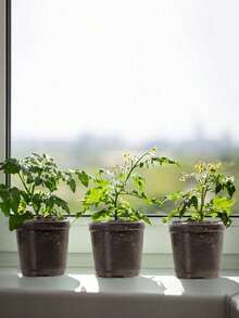 兰花种植盆多肉植物湿养营养杯育苗盆带盖圆形花盆带土种植 - 彩色 - 查看 6