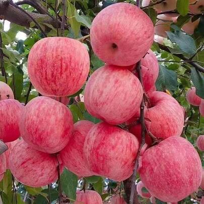Dwarf  Honey Crispy Apple Tree Seeds 50