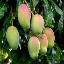 100 Pieces Of Seeds Mango Fruit Seeds Delicious Fruit Succulent Fruit With Strong Flavor - 100顆種子 - 查看 3