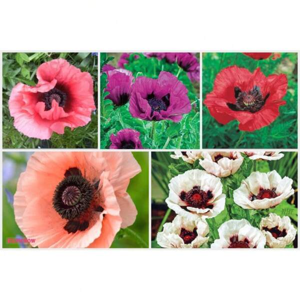 50 Deluxe Mix orientalische Mohnblumen