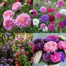 5000+ China Aster Large Flower Mix Seeds, Amazing Home Garden Flowers, Non-GMO Heirloom Garden, Beautiful Flowers, Good For Container Planting, High Germination Rate, Attracts Bees And Pollinators, Widely Used By Floral Designers - 1200+混合 - 查看 2