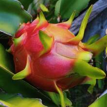 50 Traditional Hylocereus Polyrhizus Seeds, Suitable For Gardening, Is A Juicy And Sweet Tropical Fruit
