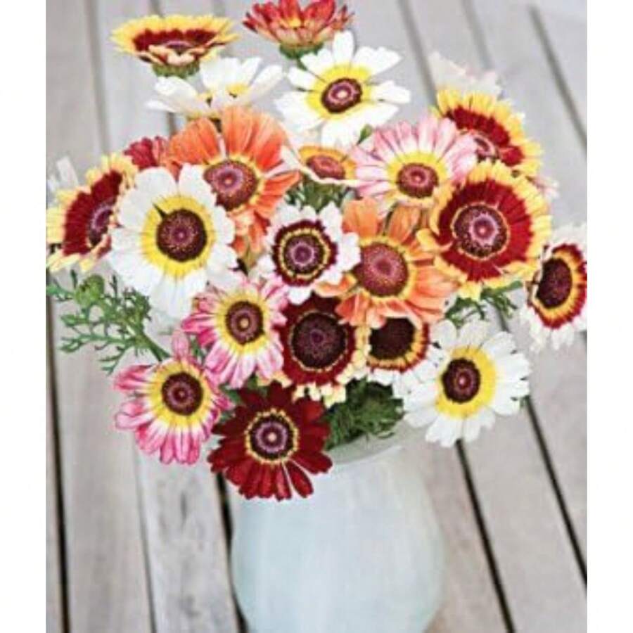 Painted Daffodil Seeds For Planting, 500 Seeds Per Pack, Isla's Garden Seeds, Non-GMO And Conventional Seeds, Scientific Name: Chrysanthemum Carinatum