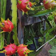 50 Traditional Hylocereus Polyrhizus Seeds, Suitable For Gardening, Is A Juicy And Sweet Tropical Fruit