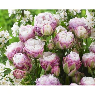 10 Peggy Wonder Tulip Bulbs For Planting - Easy To Grow, Stunning Color