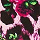 Rosa multicolor
