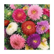 5000+ China Aster Large Flower Mix Seeds, Amazing Home Garden Flowers, Non-GMO Heirloom Garden, Beautiful Flowers, Good For Container Planting, High Germination Rate, Attracts Bees And Pollinators, Widely Used By Floral Designers - 1200+混合 - 查看 3