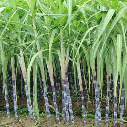 50 Garden Sugar Cane Seeds, Traditional Varieties, Non-Transgene, Perennial Tall Sweet Fruit, Low Maintenance Cost, Suitable For Gardening Enthusiasts, Outdoor Garden Planting, Excellent Gift
