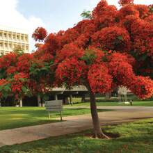 Easy Cultivating Royal Poinciana Tree Seeds (Delonix Regia) Rare Tropical Tree Seeds For Planting