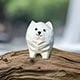 Samoyed