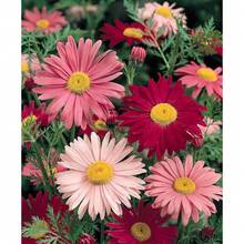 100 Robinsons Painted Daisy Flower Seeds - Variant1 - View 1