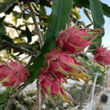 50 Traditional Hylocereus Polyrhizus Seeds, Suitable For Gardening, Is A Juicy And Sweet Tropical Fruit