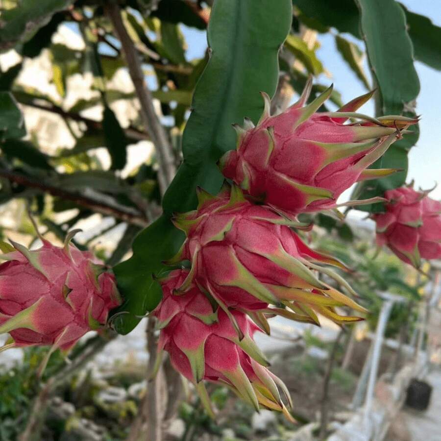 50 Traditional Hylocereus Polyrhizus Seeds, Suitable For Gardening, Is A Juicy And Sweet Tropical Fruit
