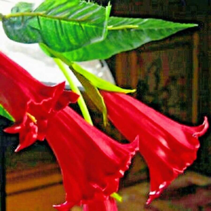 100 Candy Red Angel Trumpet Seeds Flower Seeds Flower Brugmansia Datura