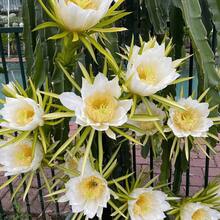 50 Traditional Hylocereus Polyrhizus Seeds, Suitable For Gardening, Is A Juicy And Sweet Tropical Fruit