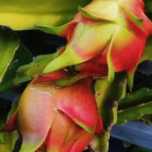 50 Traditional Hylocereus Polyrhizus Seeds, Suitable For Gardening, Is A Juicy And Sweet Tropical Fruit