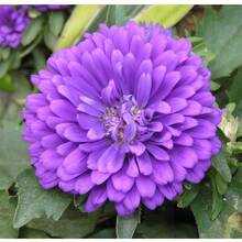 5000+ China Aster Large Flower Mix Seeds, Amazing Home Garden Flowers, Non-GMO Heirloom Garden, Beautiful Flowers, Good For Container Planting, High Germination Rate, Attracts Bees And Pollinators, Widely Used By Floral Designers - 1200+混合 - 查看 7
