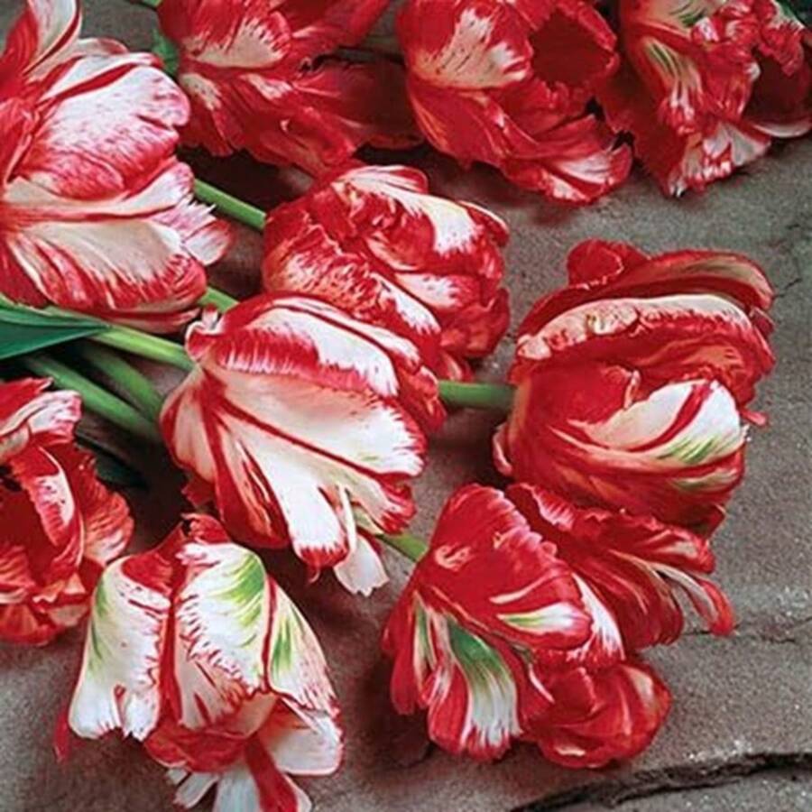 150 Red Tulip Bulbs Suitable For Growing Perennials, Suitable For Indoor And Outdoor Construction - 99999 - View 1