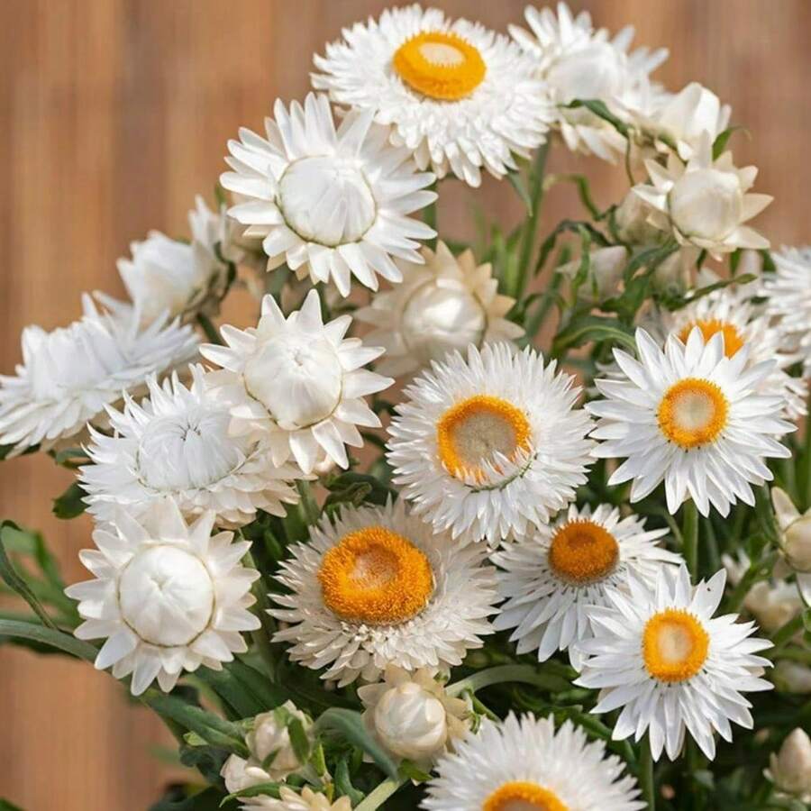 1000 Pcs Strawflower Seeds For Planting Flowers, Pack For Outdoor Flowers, Plants, Gardening, Nature - 1000件 - 查看 1