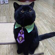 Accesorio de disfraz para mascota, corbata de cuello a rayas de moda