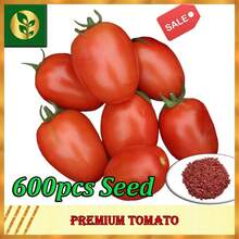 Tomato Seeds |   Vegetable Seeds |   Golden Plant And Seed Store - 600pcs Seeds - View 1