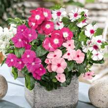 Popular Flower Garden Plant Seeds Flower Seeds Periwinkle Vinca Rosea Dwarf 210/900 Mixed Seeds - Catharanthus Roseus