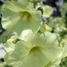 High-Quality Light Yellow Ziyuan Garden Seeds - Traditional Varieties, Non-GMO Flower Seeds, Can Produce Beautiful Flowers, A Total Of 100 Seeds - 1 pack - 查看 3