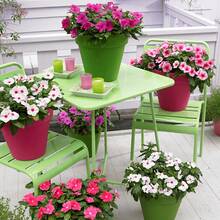 Popular Flower Garden Plant Seeds Flower Seeds Periwinkle Vinca Rosea Dwarf 210/900 Mixed Seeds - Catharanthus Roseus