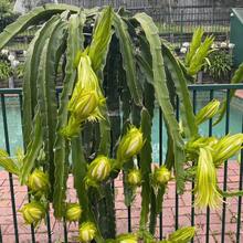 50 Traditional Hylocereus Polyrhizus Seeds, Suitable For Gardening, Is A Juicy And Sweet Tropical Fruit