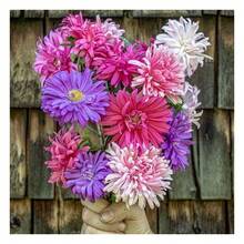 5000+ China Aster Large Flower Mix Seeds, Amazing Home Garden Flowers, Non-GMO Heirloom Garden, Beautiful Flowers, Good For Container Planting, High Germination Rate, Attracts Bees And Pollinators, Widely Used By Floral Designers - 1200+混合 - 查看 8