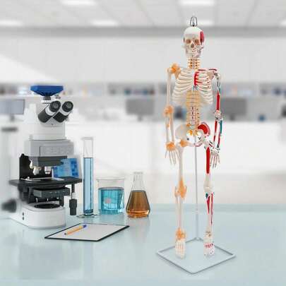 RIBASUBB 34" Movable Human Skeleton Model With Spinal Nerves, Removable Limbs, Durable PVC, Ideal For Medical Education And Anatomical Study