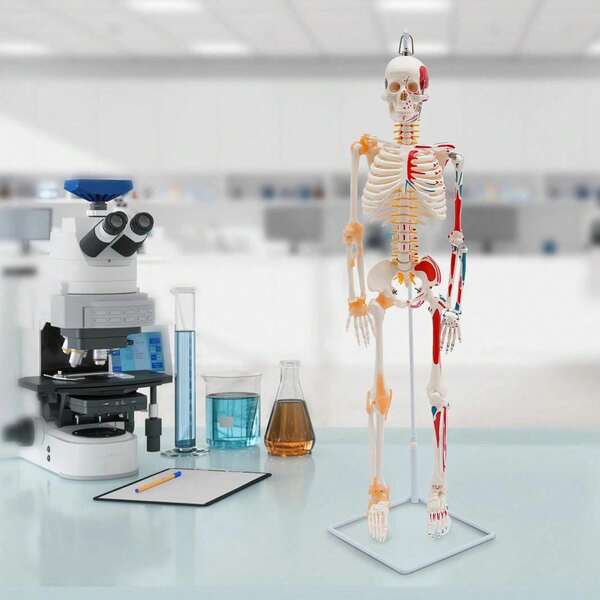 RIBASUBB 34" Movable Human Skeleton Model With Spinal Nerves, Removable Limbs, Durable PVC, Ideal For Medical Education And Anatomical Study