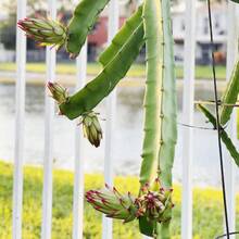 50 Traditional Hylocereus Polyrhizus Seeds, Suitable For Gardening, Is A Juicy And Sweet Tropical Fruit