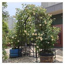 Metal Garden Arch With Gate W58.07*H97.24 Climbing Plants Support Rose Arch Outdoor Black - 彩色 - 查看 5