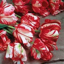 150 Red Tulip Bulbs Suitable For Growing Perennials, Suitable For Indoor And Outdoor Construction - 99999 - View 2
