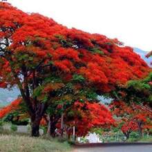 Easy Cultivating Royal Poinciana Tree Seeds (Delonix Regia) Rare Tropical Tree Seeds For Planting