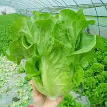High-Yield Lettuce Seeds, Vegetable Seeds - 60. - View 2
