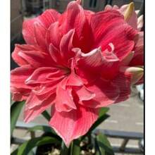 2 Amaryllis Vittata Bulbs FW95210-38 - Variant1 - View 2