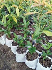 100/200 Pcs Nursery Non-Woven Fabric Planting Bags For Seedling & Flower Growing - Multicolor - View 8