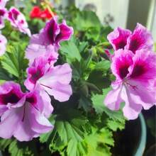 100 Geranium Seeds, Purple Maple Leaf Geranium, Perennial Garden Flower Plant, Bush Seeds, Suitable For Pot Cultivation, Gardening Supplies, Flower Seeds