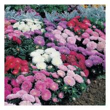 5000+ China Aster Large Flower Mix Seeds, Amazing Home Garden Flowers, Non-GMO Heirloom Garden, Beautiful Flowers, Good For Container Planting, High Germination Rate, Attracts Bees And Pollinators, Widely Used By Floral Designers - 1200+混合 - 查看 5