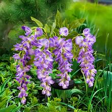 1 件太阳能紫藤花灯，户外照明太阳能庭院灯，太阳能草坪灯花园装饰灯，花园通道照明 | 充满活力的花卉设计 | 太阳能充电灯 - 彩色 - 查看 4