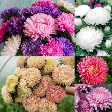 5000+ China Aster Large Flower Mix Seeds, Amazing Home Garden Flowers, Non-GMO Heirloom Garden, Beautiful Flowers, Good For Container Planting, High Germination Rate, Attracts Bees And Pollinators, Widely Used By Floral Designers - 1200+混合 - 查看 6