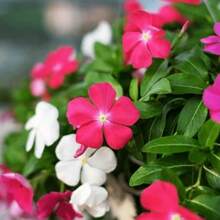 Popular Flower Garden Plant Seeds Flower Seeds Periwinkle Vinca Rosea Dwarf 210/900 Mixed Seeds - Catharanthus Roseus