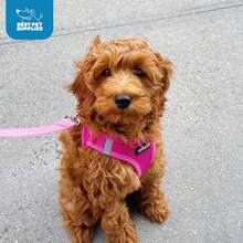 Best Pet Supplies Voyager Step-In Air Harness - All Weather Mesh, Reflective, No Pull Harness For Dogs, Cats - Secure With Hook & Loop Fastener, Buckle, Double D-Rings - Fuchsia, S - 胸背帶(淺藍/黑飾邊) - 查看 8